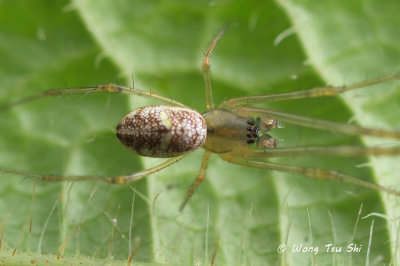 (Tylorida ventralis)♂