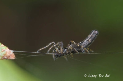 (Cyclosa bifida)♀