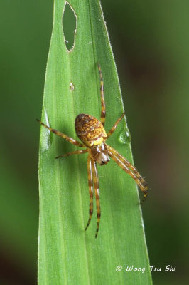 (cf. Gea spinipes) sub ♀ 