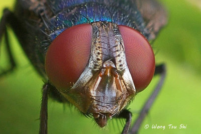 (Calliphoridae sp.)Blow-fly