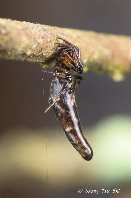 (Cyclosa bifida)♀