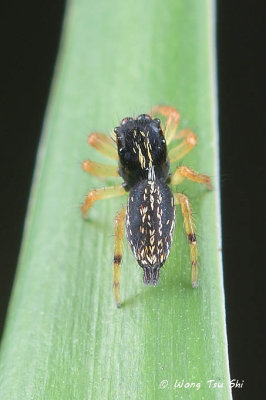 (Hyllus sp.)[D] ♀