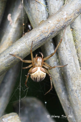 (Neoscona molemensis) ♀