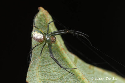 (Mesida sp.)[A] ♀