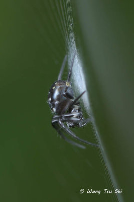 (Neogea nocticolor) ♀