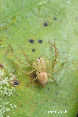 (Hamataliwa sp.)[C] ♀