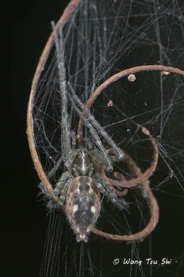 (Sphedanus quadrimaculatus) ♀