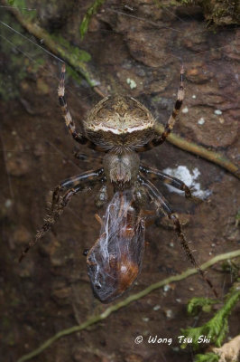 (Neoscona sp.)[C] ♂