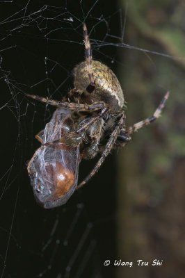 (Neoscona sp.)[C] ♂