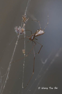 (Argyrodes fissifrons) ♀