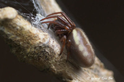 (Milonia sp.)[A] ♀