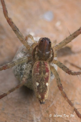 (Sphedanus sp.)[A] ♀