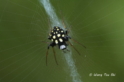 (Neogea nocticolor) ♀