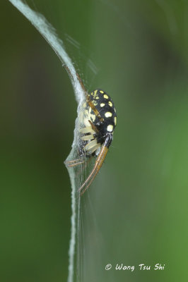 (Neogea nocticolor) ♀