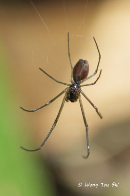 (Neriene sp.)[A] ♀