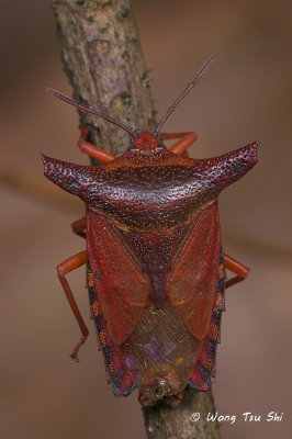 (Tessaratomidae, pygoplatys tenangau)Giant Shield Bug