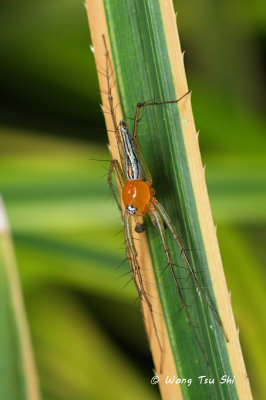 (Oxyopes sp. )[A]  ♂