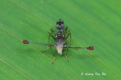 (Diopsidae sp.)Stalk-eyed Fly