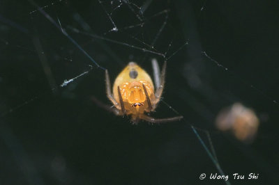 (Parasteatoda sp.)[A] ♀