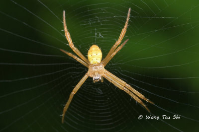 <i>(Argiope sp.)[E]</i> <br /> ♀