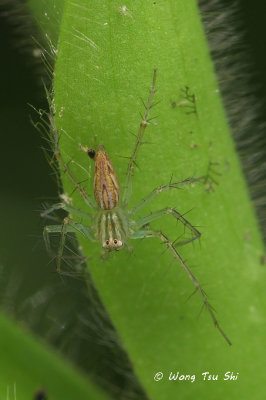 (Oxyopes sp.)[D] ♀