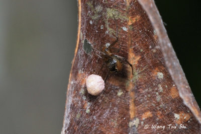 (Nihonhimea mundula) ♀