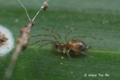 HAHNIIDAE - Comb-tailed Spiders