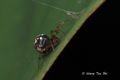 (Theridion sp.)[B] ♀