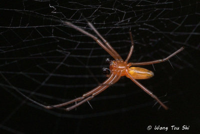 <i>(Nephila pilipes)</i><br /> Golden Web Spider ♂