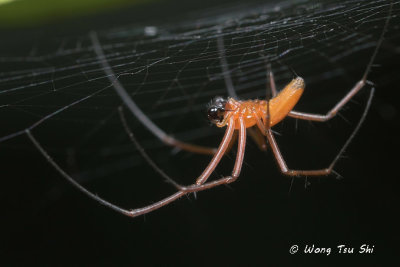 (Nephila pilipes) Golden Web Spider ♂