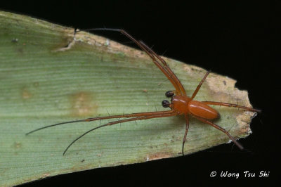 <i>(Nephila pilipes)</i><br /> Golden Web Spider ♂