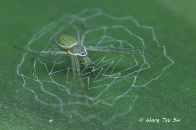 (Argiope chloreis) ♀