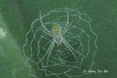 <i>(Argiope chloreis)</i><br /> ♀