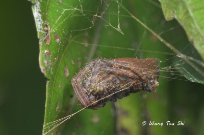 (Cyrtophora unicolor) ♀