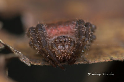 (Cyrtophora unicolor) ♀