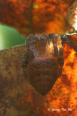 (Cyrtophora unicolor) ♀