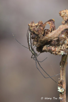 (Tetragnatha sp.)[E] ♀