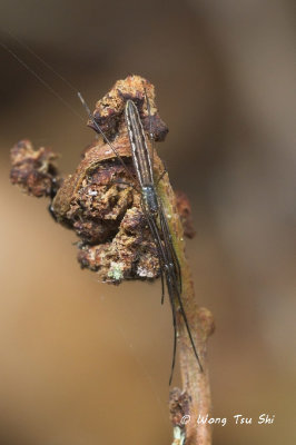 (Tetragnatha sp.)[E] ♀