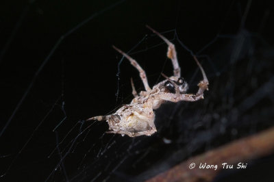 (Uloborus plumipes) ♀