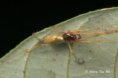 (Mesida sp.)[L] ♂