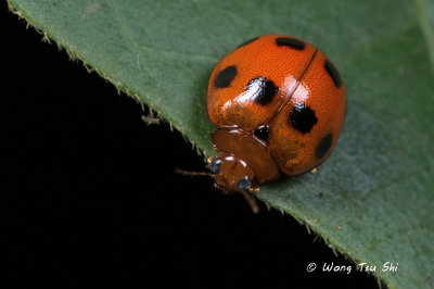 <i>(</i>Coccinellidae,<i>Henosepilachna sp.)[B]</i><br />Ladybird Beetle