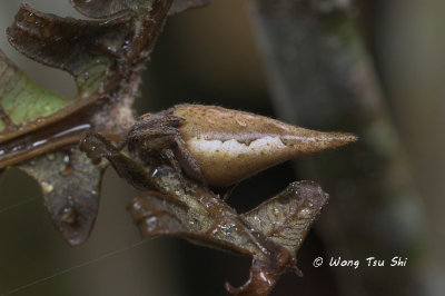 <i>(Eriovixia pseudocentrodes)</i><br /> ♀