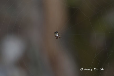 (Gasteracantha sp.)[H] ♂