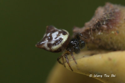 (Gasteracantha sp.)[H] ♂