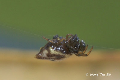 (Gasteracantha sp.)[H] ♂