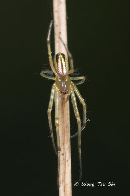 (Leucauge celebesiana) ♀