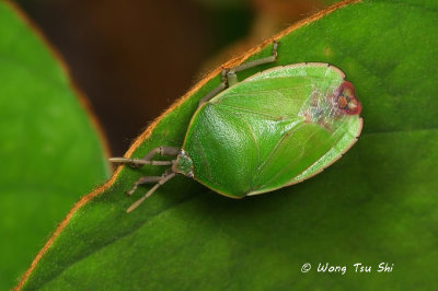 (Pentatomidae, sp.)[B]Shield Bug