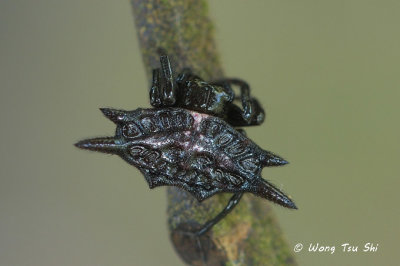 (Gasteracantha sp.)[B]  ♀