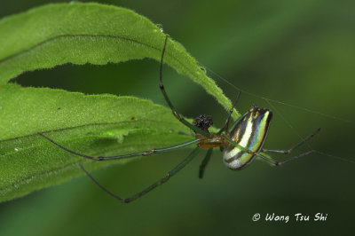 (Leucauge celebesiana) ♀