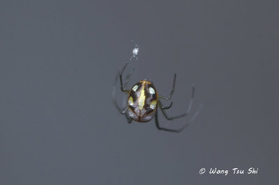 (Leucauge argentina) ♀